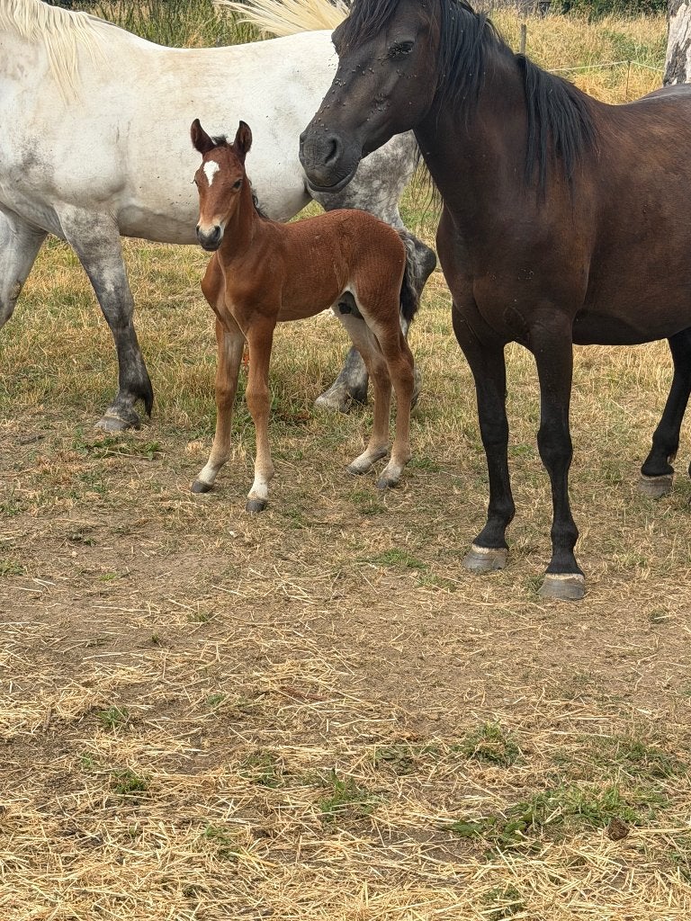 Poulain connemara, Dieren en Toebehoren, Pony's, Gechipt, Niet van toepassing, Springpony, 0 tot 2 jaar