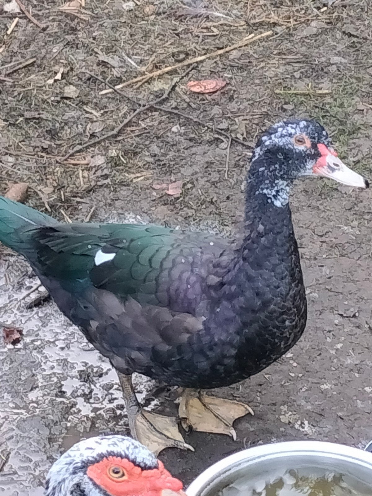 barberie vrouwtjes, Dieren en Toebehoren