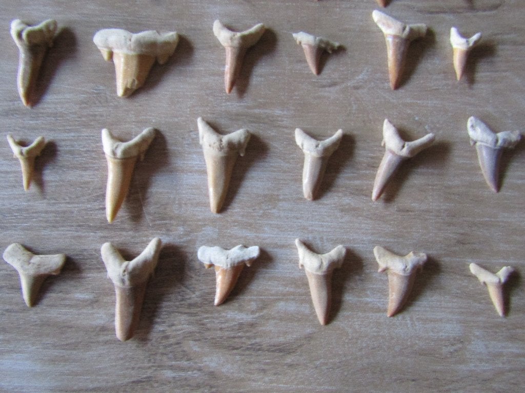Formidable lot 30 dents de requins FOSSILES, Enlèvement ou Envoi, Fossile