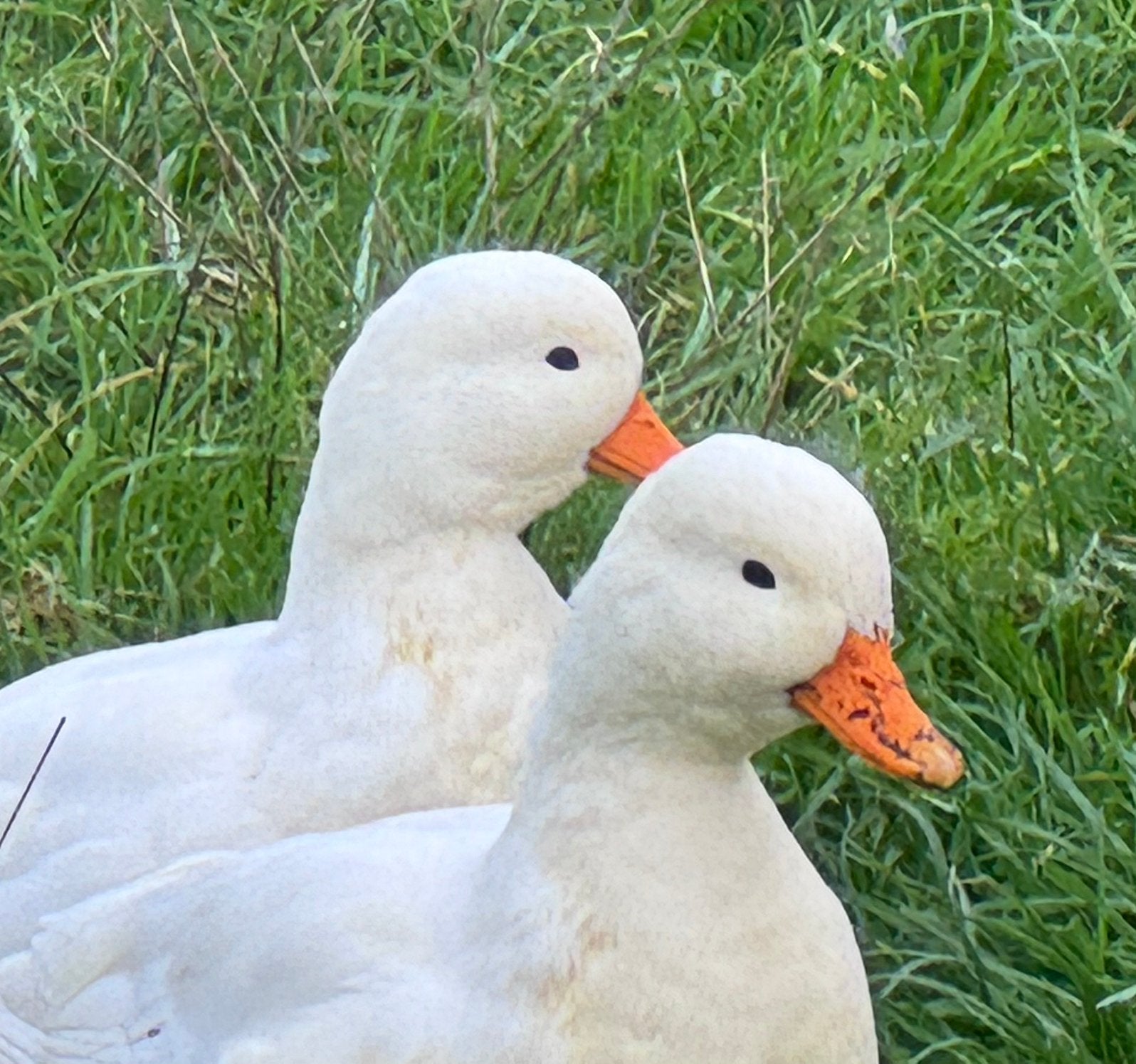 Koppel witte kwakers, Dieren en Toebehoren