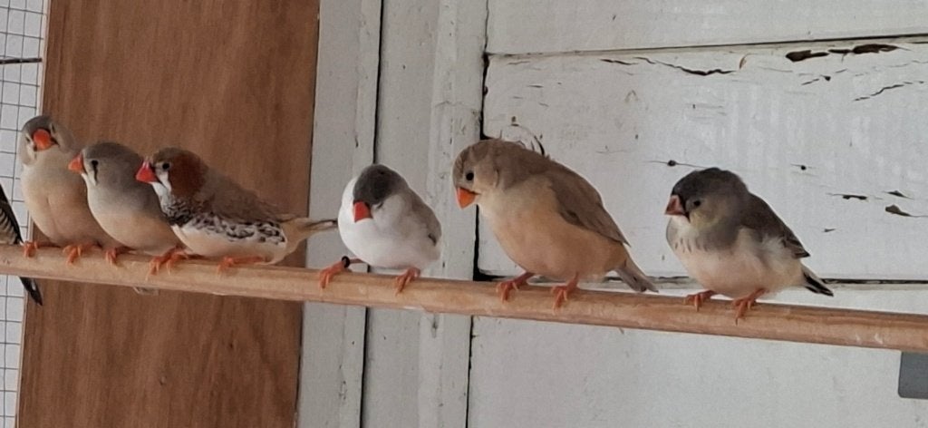 mandarins grand modele, colombes diamant - groot zebravinken, Plusieurs animaux, Oiseau tropical, Domestique
