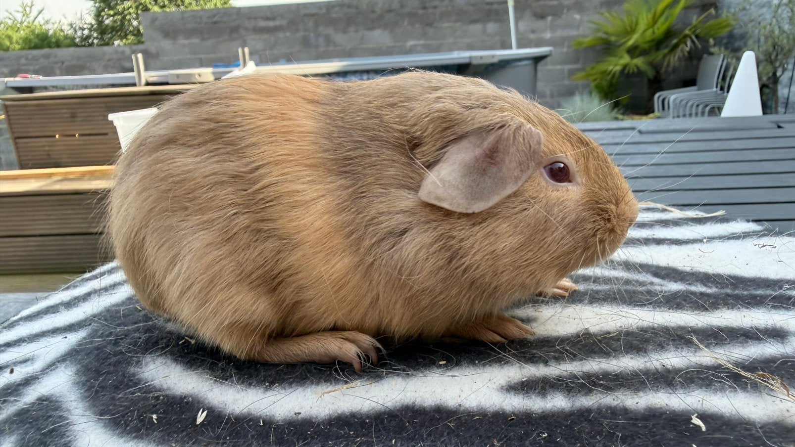 Cavia, cobaye femelle poil lisse lilas et safran, Animaux & Accessoires, Enlèvement, Cobaye