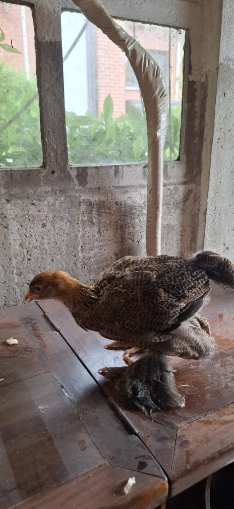 Brahma hennen 7 weken oud, Femelle, Poule ou poulet