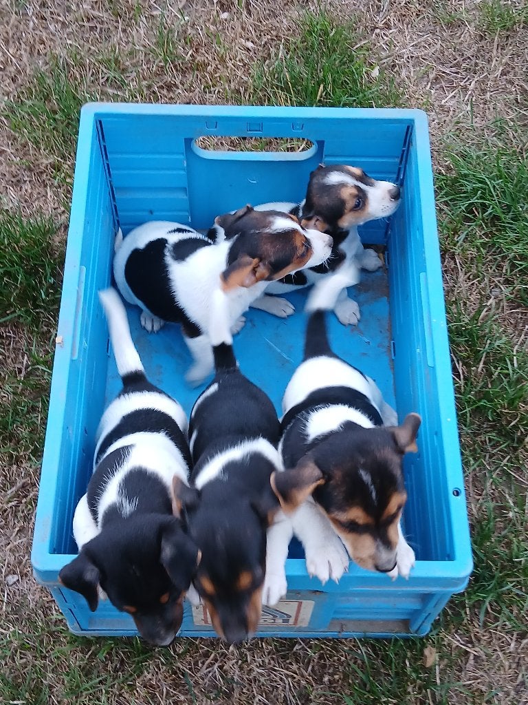 Jack russell tricolor pops geboren op df boerderij, Maladie de Carré (chiens), 8 à 15 semaines, Plusieurs, Éleveur | Loisir