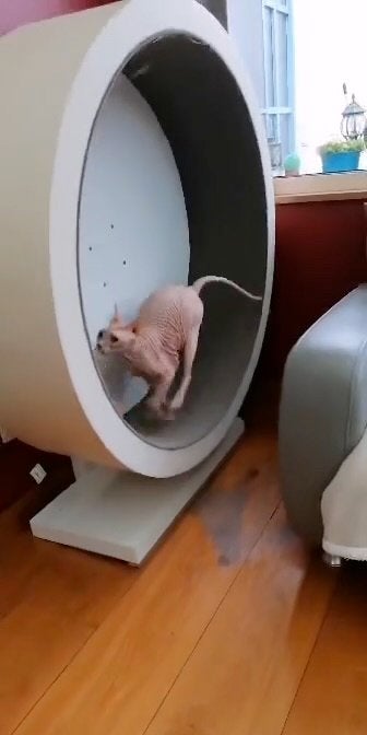 Loopwiel katten, Ophalen, Gebruikt, Overig speelgoed