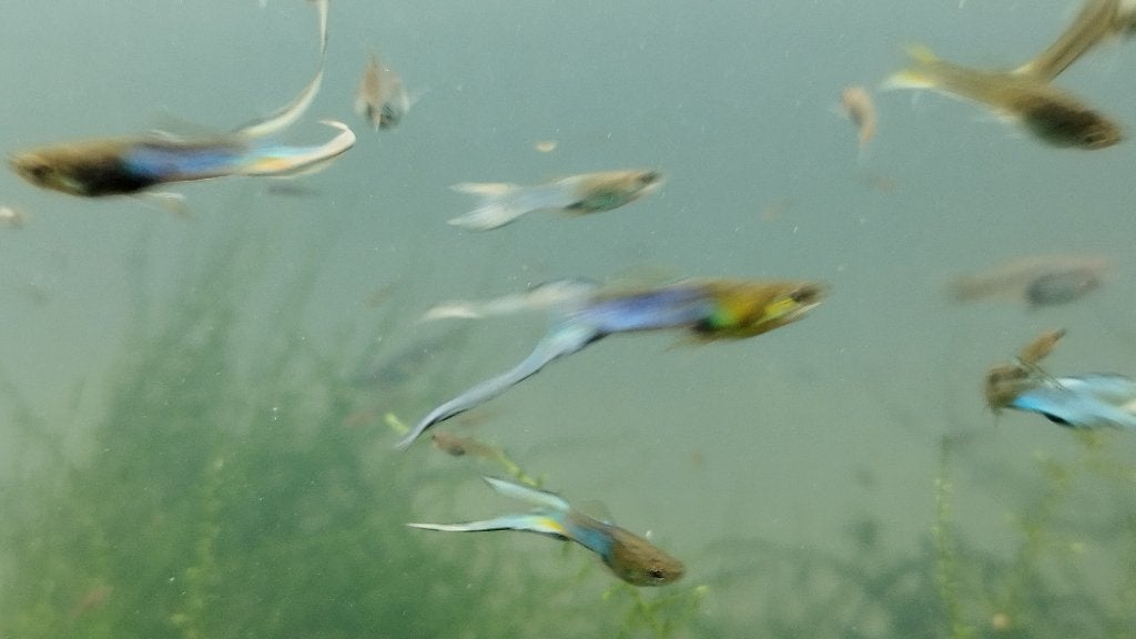 Guppy Endler Blue Japan, Animaux & Accessoires, Enlèvement