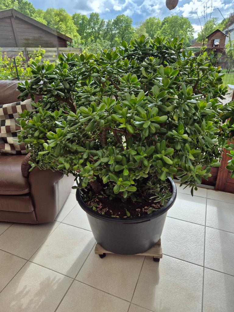 Jadeplant, Huis en Inrichting, Kamerplanten, Ophalen, 100 tot 150 cm, Overige soorten, In pot