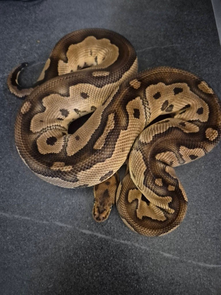 Python regius adultes, Serpent, 3 à 6 ans