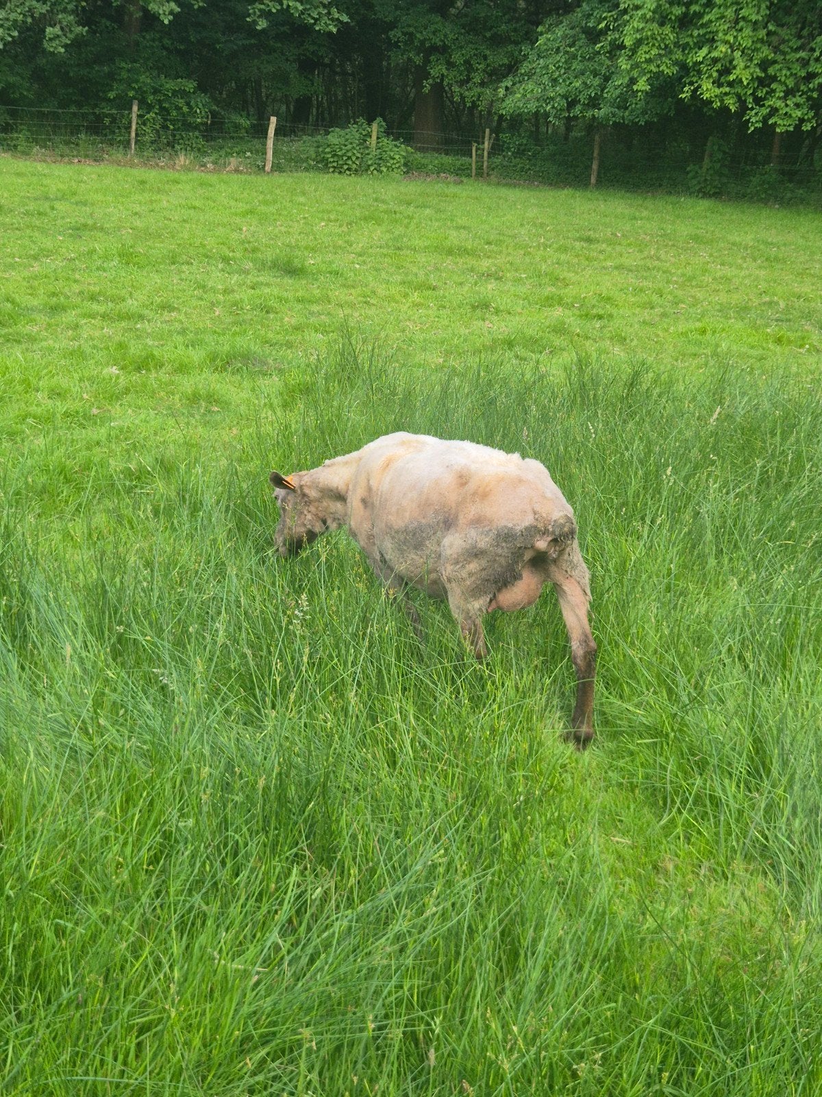 2 schapen 250 euro