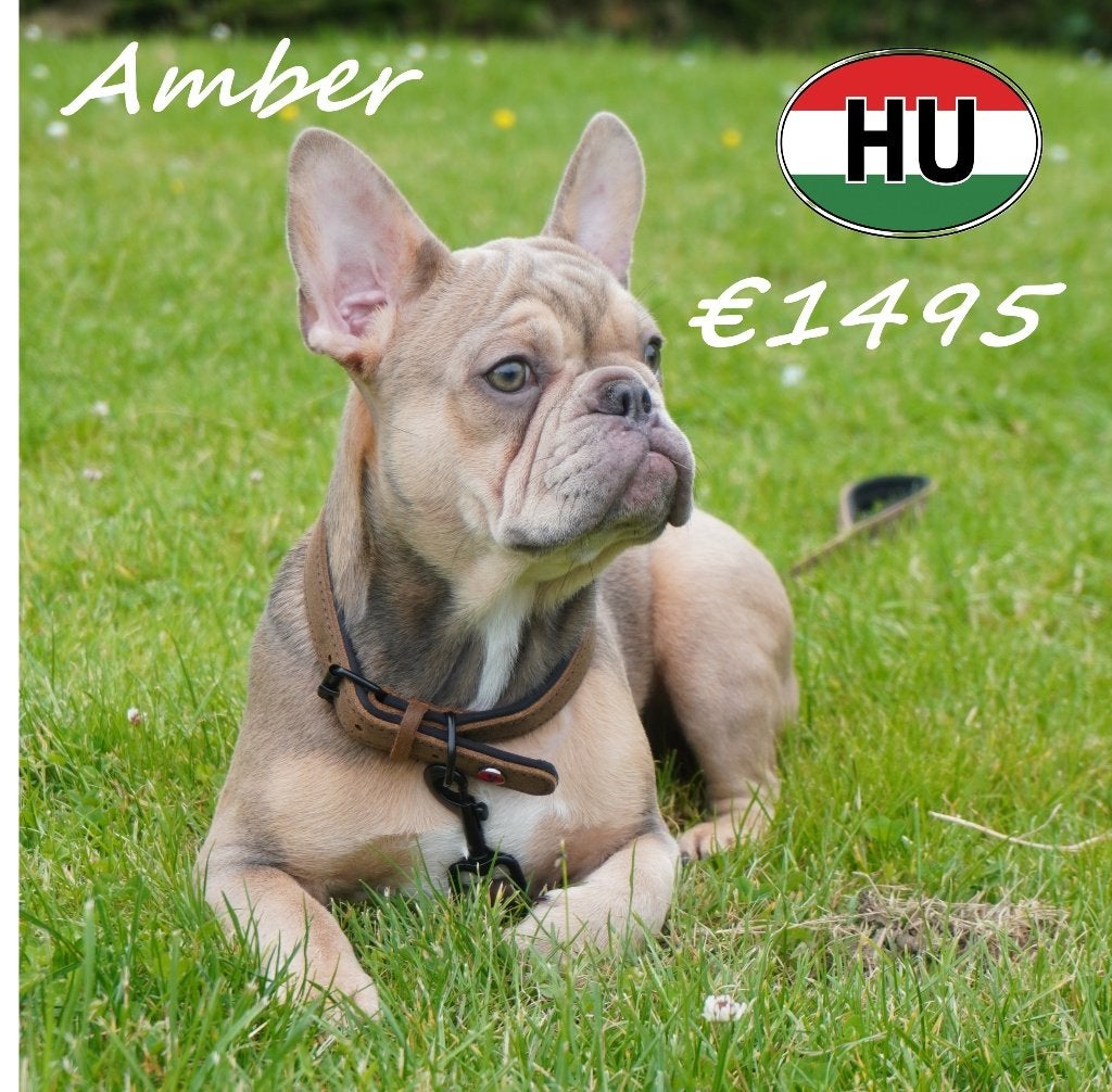 Amber, Misty & Albert – 3 Franse Bulldoggen om te ontdekken, Dieren en Toebehoren, Honden | Chihuahua's en Gezelschapshonden, 15 weken tot 1 jaar