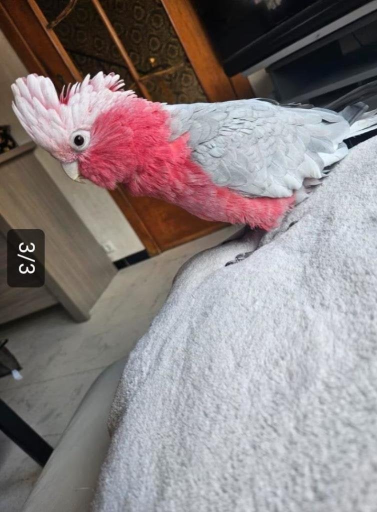 Rose Kaketoe, Dieren en Toebehoren, Vogels | Parkieten en Papegaaien, Mannelijk, Papegaai, Pratend