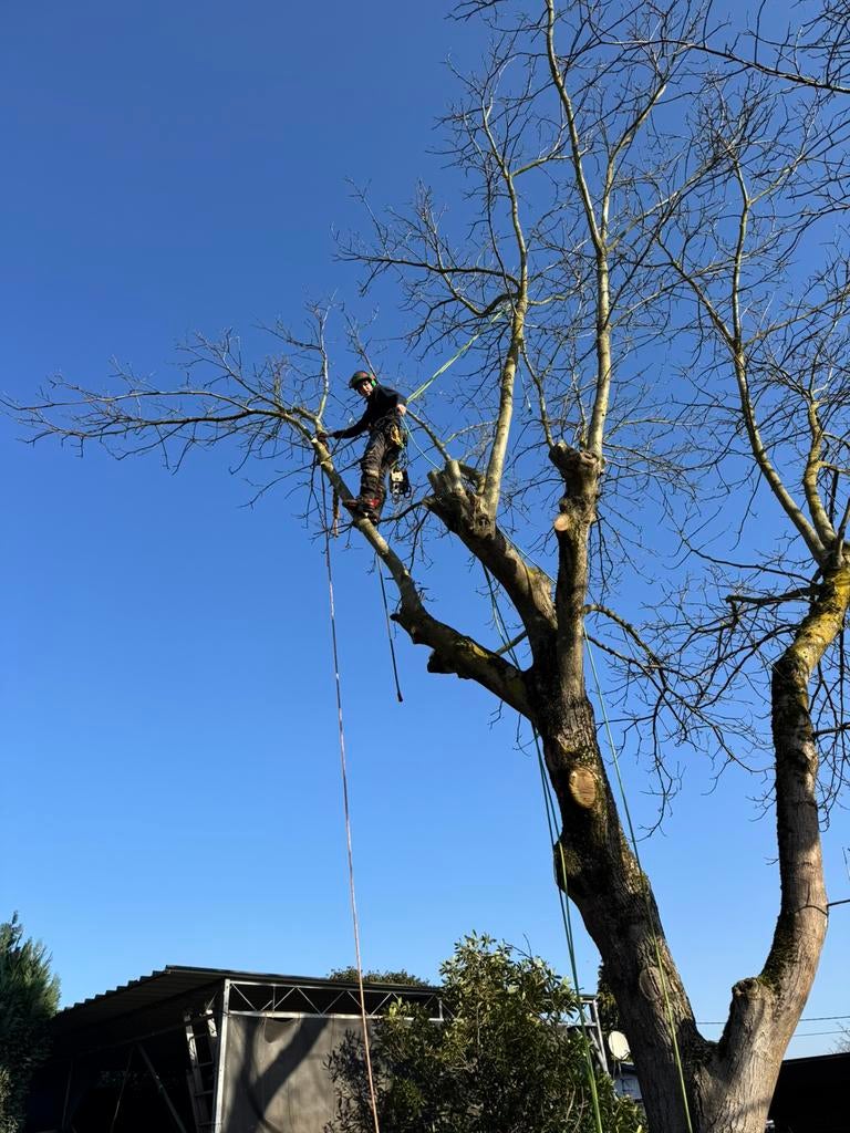Ontbossing/vellen/stormschade snoei en verwijderen van bomen, Ophalen, Overige soorten, 400 cm of meer