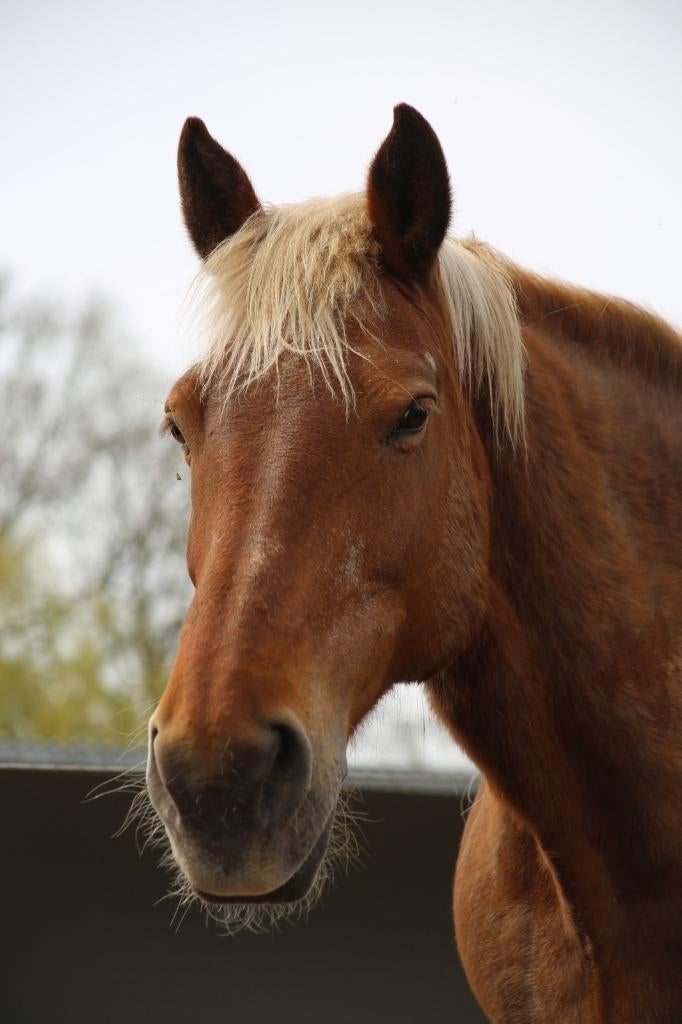 Drachtige merrie comtois, Dieren en Toebehoren, Paarden, Merrie, Met stamboom, Zadelmak, 11 jaar of ouder