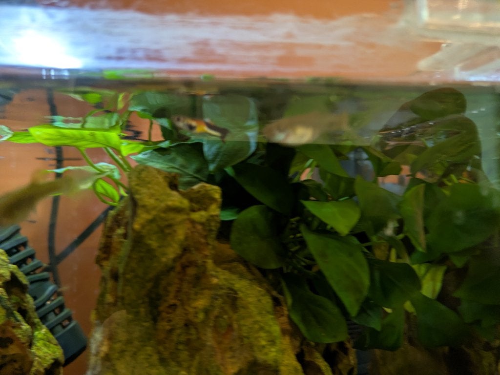 Endler guppy jongen, Dieren en Toebehoren, Vis, Zoetwatervis
