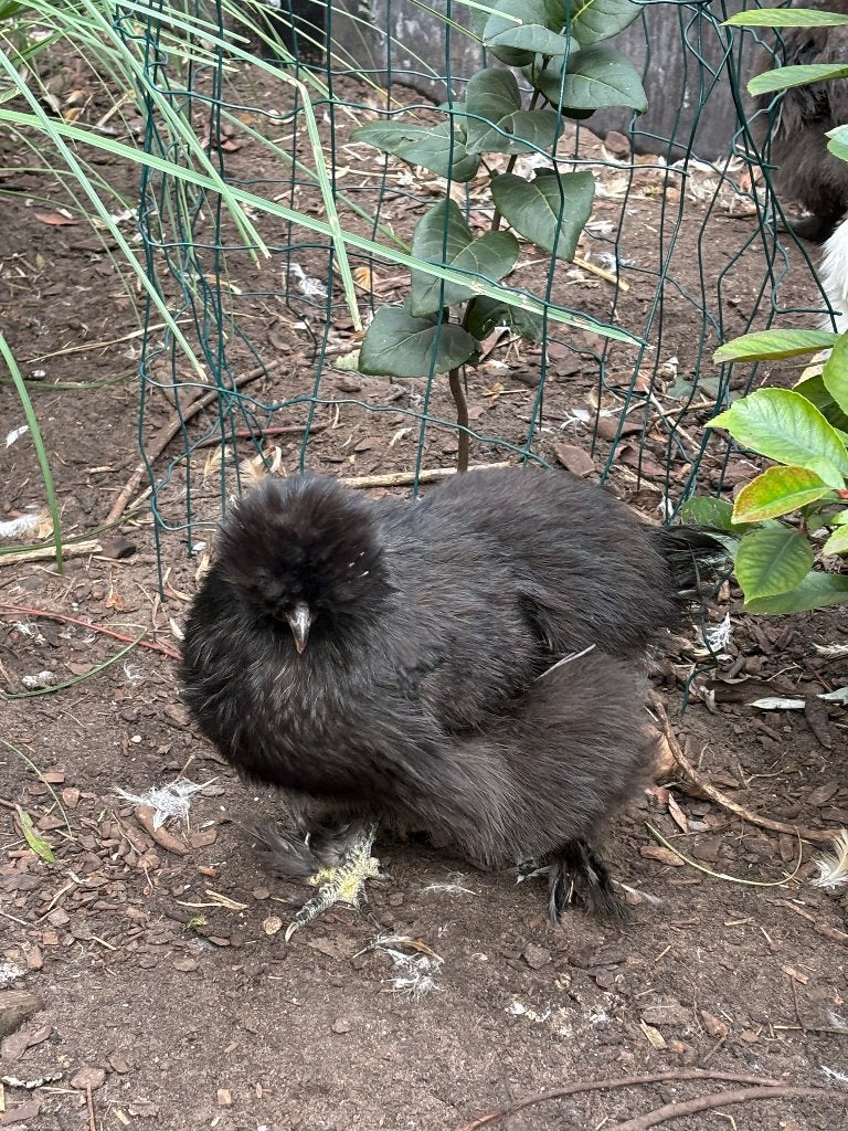 Kippen, Femelle, Poule ou poulet