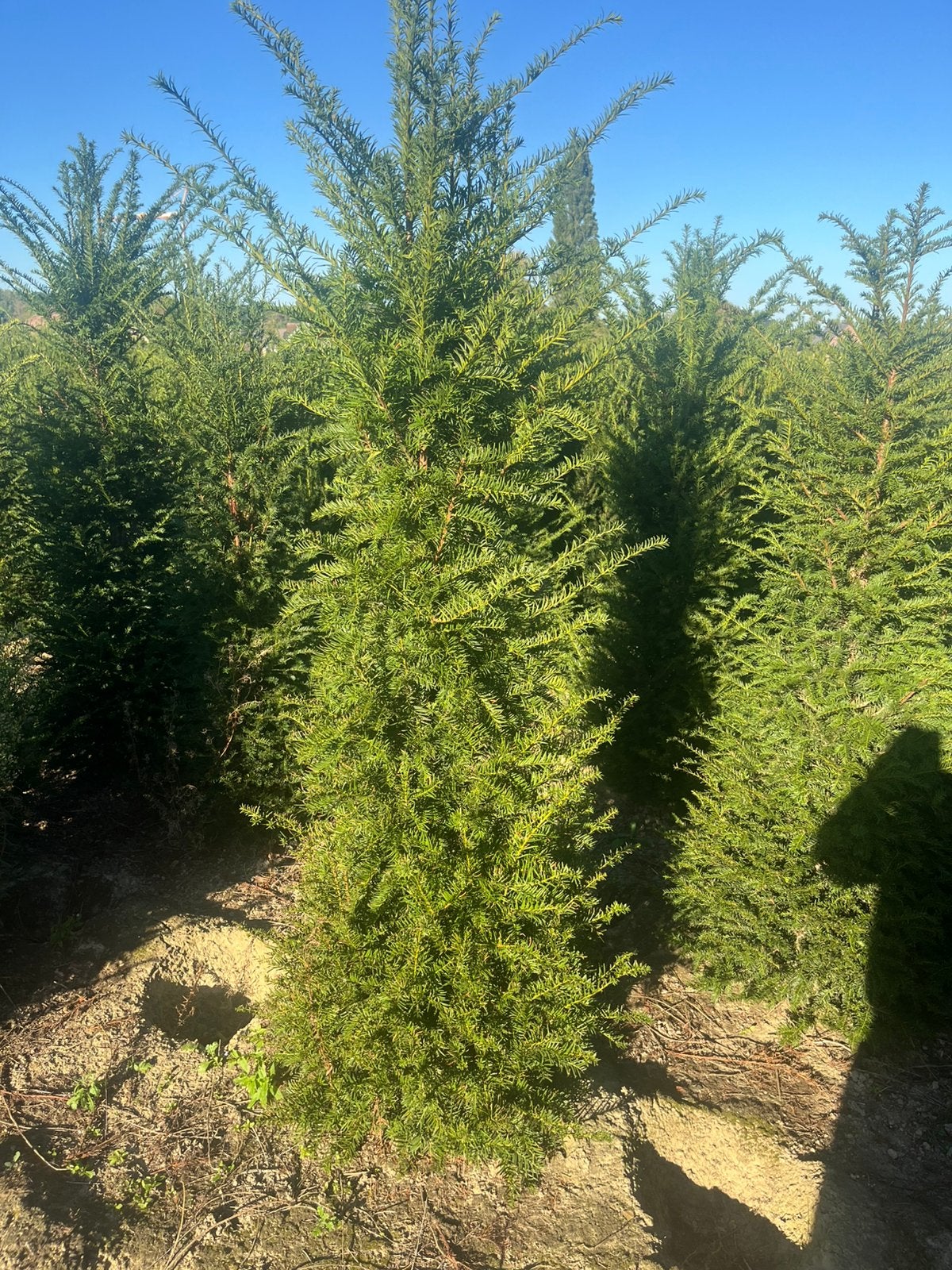Taxus baccata, Jardin & Terrasse, Enlèvement ou Envoi, Taxus