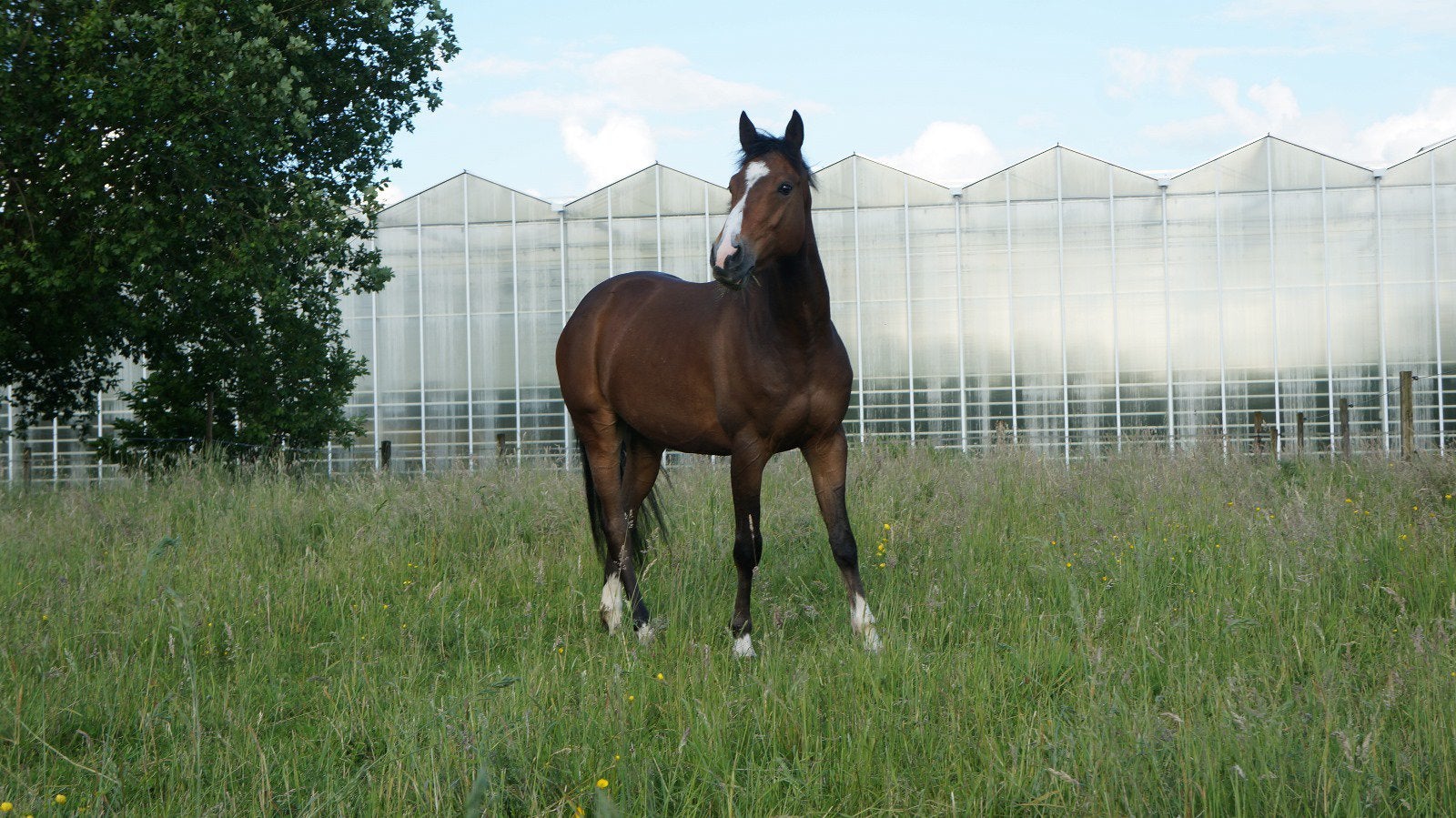 Lieve springgefokte ruin, Dieren en Toebehoren, Springpaard, Met stamboom, Ruin, Zadelmak
