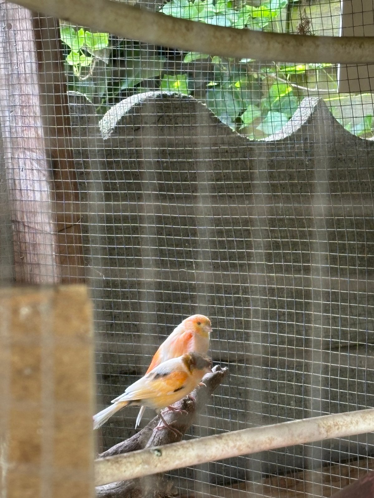 Kanarie man, Dieren en Toebehoren, Vogels | Kanaries