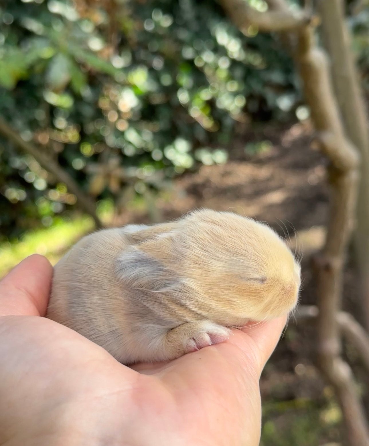 Minilop rammetje, Dieren en Toebehoren, Konijnen, Klein, Hangoor