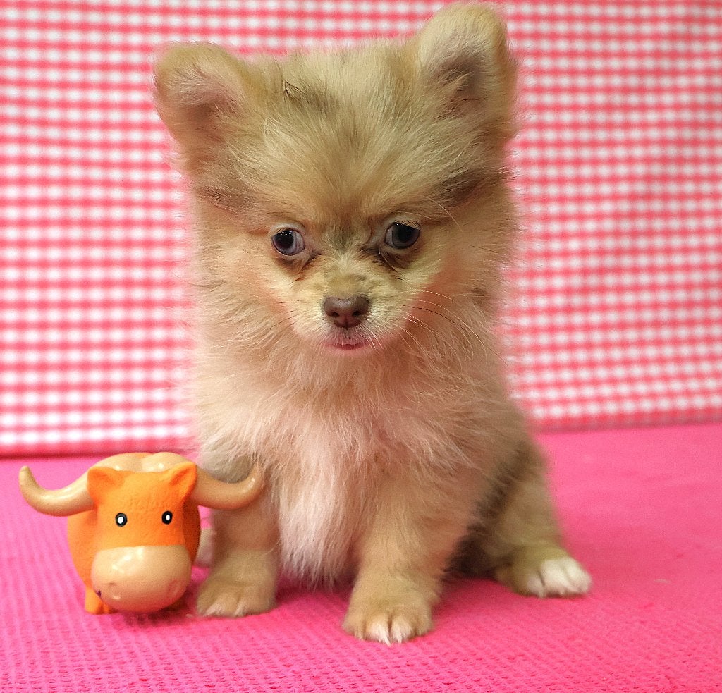 Super leuke Keeshond pups!, Dieren en Toebehoren, Keeshond, 15 weken tot 1 jaar, Buitenland, Parvo