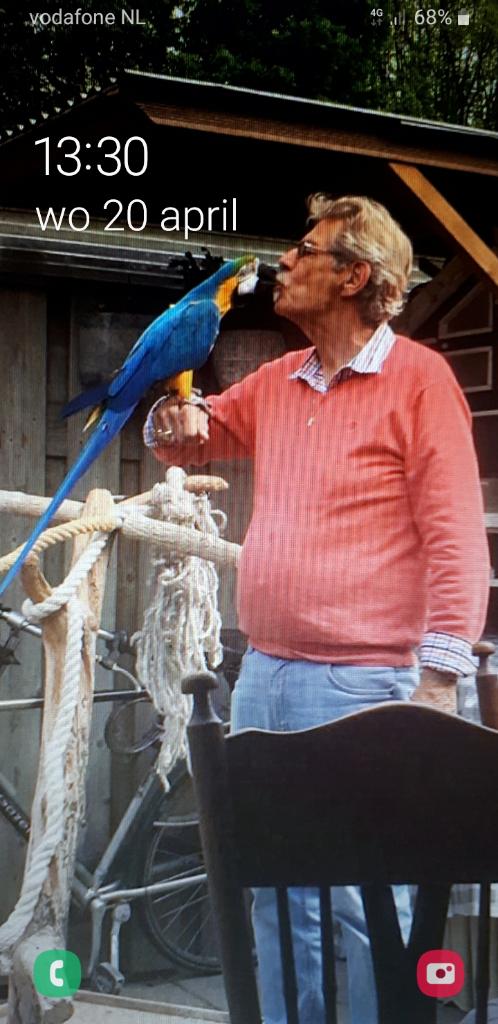 Mooie Tamme Blauw Gele Ara POP van 5 jaar voor € 1200,-, Vrouwelijk, Papegaai, Pratend