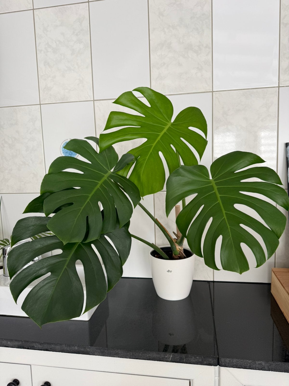 Echte Monstera plant ( zonder sierpot ! ), Ophalen