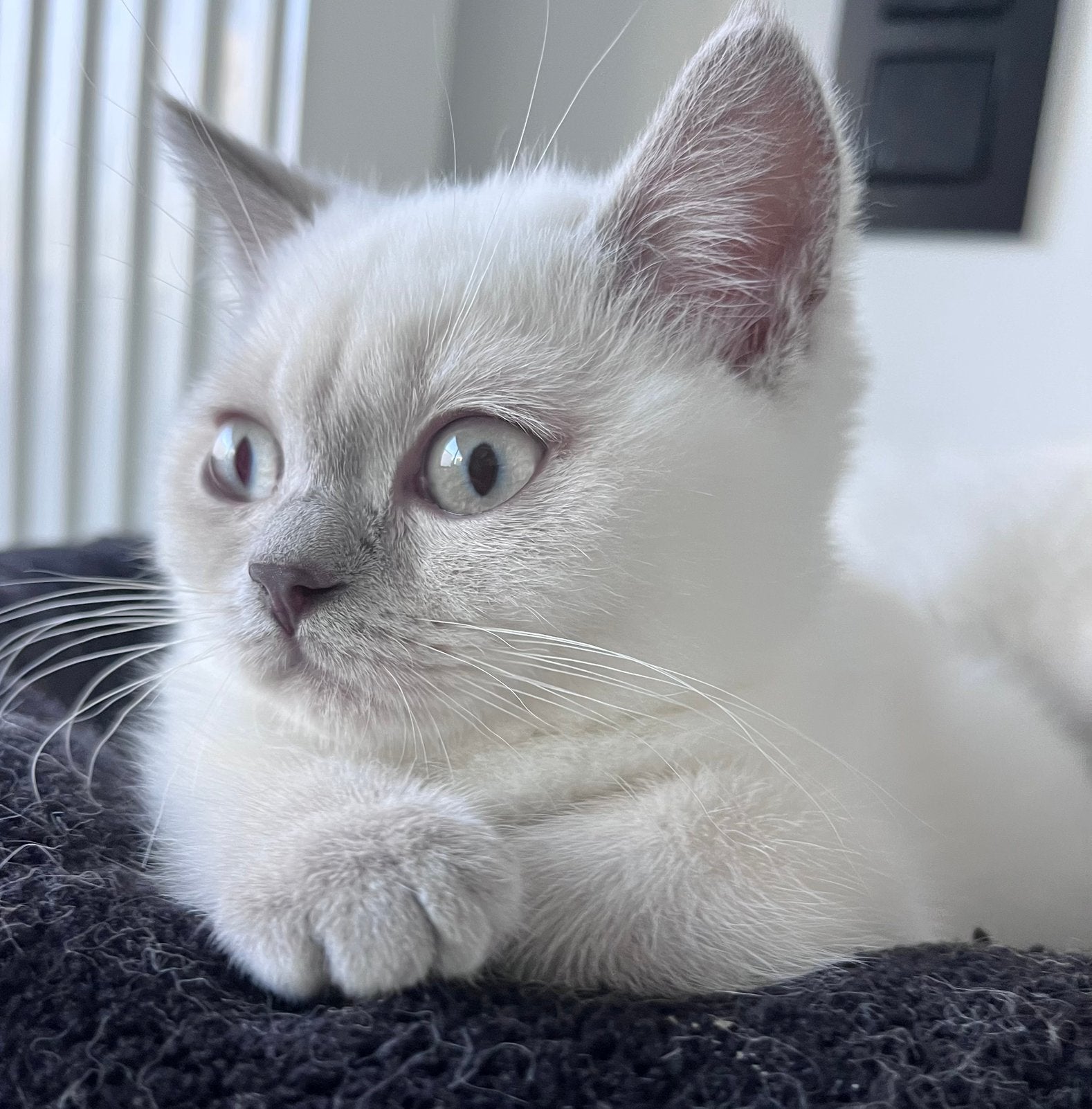 Prachtig lilac-point katertje - brits korthaar - 13 weken, Dieren en Toebehoren, Kater, Gechipt, 0 tot 2 jaar