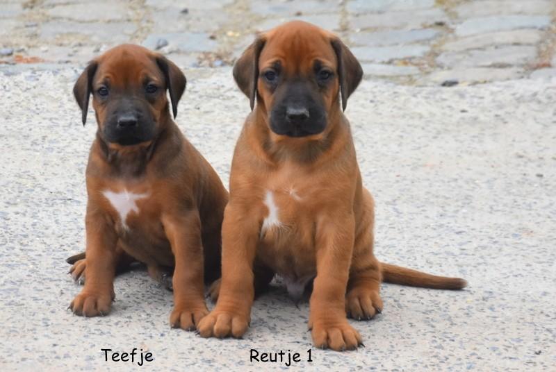 Prachtige Rhodesian Ridgeback pups, Dieren en Toebehoren, Honden | Beagles, Bassets en Lopende honden, Meerdere dieren, Overige rassen