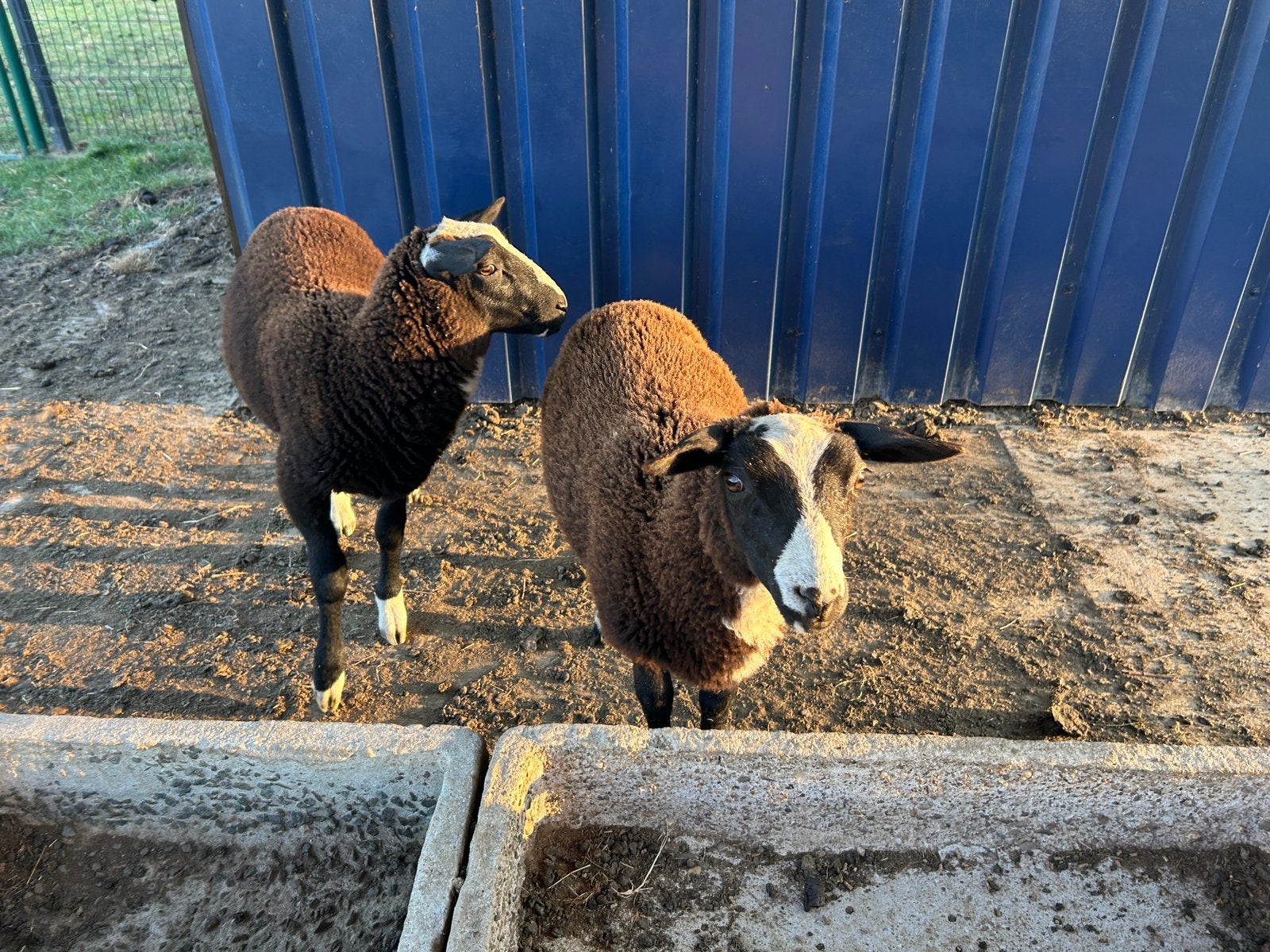Jonge tweeling ram zwartbles, Dieren en Toebehoren, Mannelijk, Schaap
