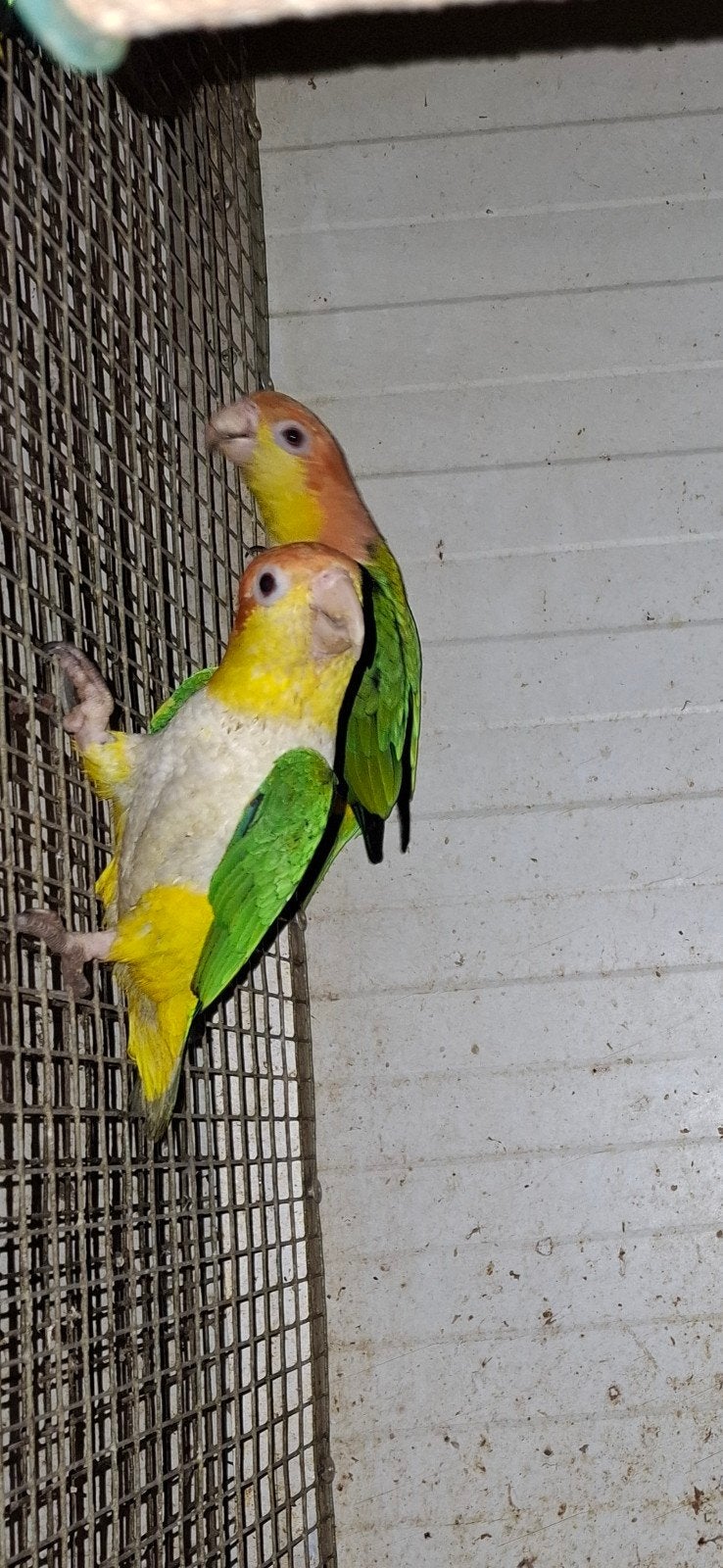 Baby roestkop caiques, Dieren en Toebehoren