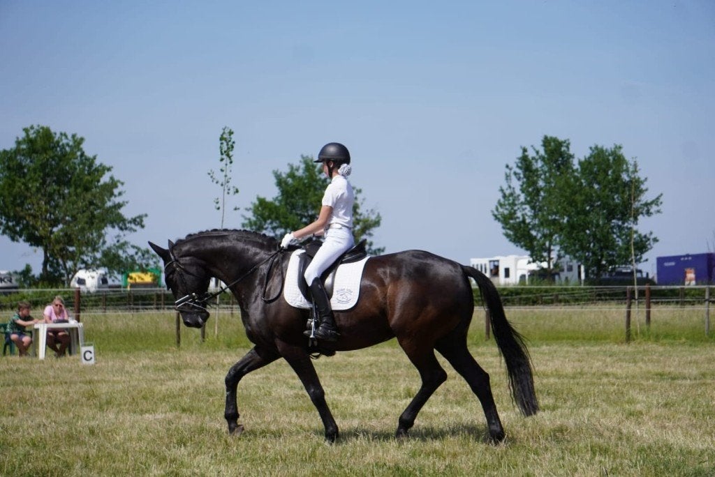 Zwarte, brave merrie DRESSUUR-, LEER- en WANDELPAARD, Dieren en Toebehoren, Paarden, Merrie, Met stamboom, L, 160 tot 165 cm