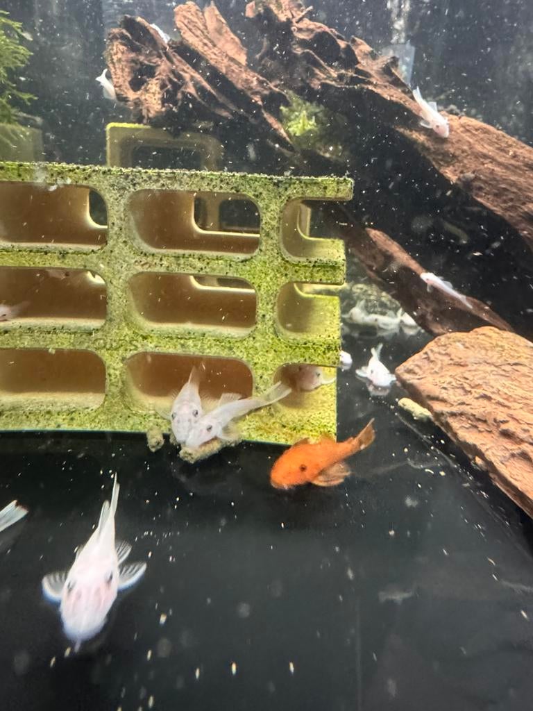 Snow White ancistrus, Dieren en Toebehoren, Vissen | Aquariumvissen