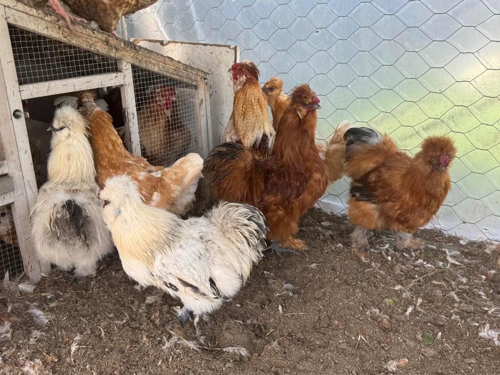 Poulets à vendre, Poule ou poulet