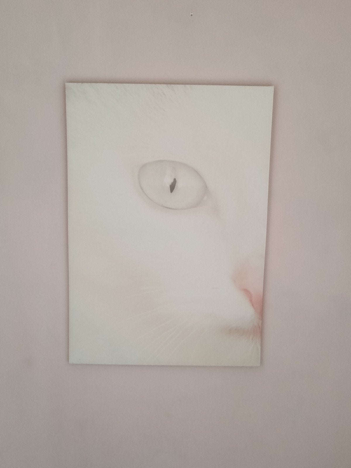 canvas kat, Ophalen