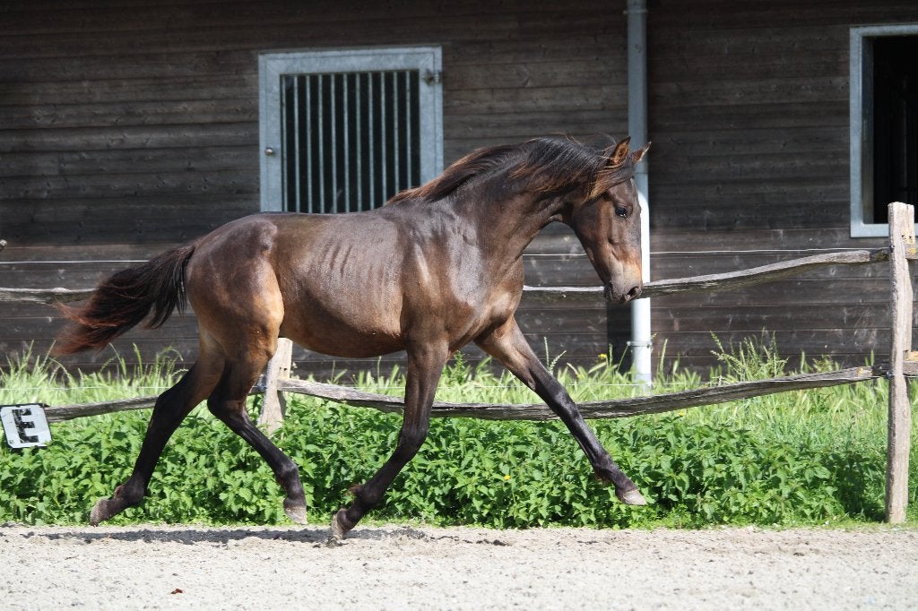 Sportieve PRE hengst 1 jaar - top afstamming - top beweger, Dieren en Toebehoren, Paarden, Met stamboom, Niet van toepassing, 0 tot 2 jaar