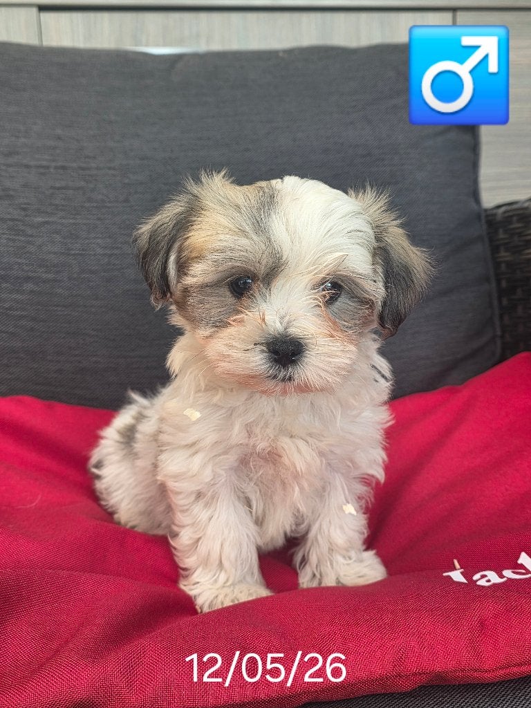 havanezer pups, Dieren en Toebehoren, Honden | Chihuahua's en Gezelschapshonden, Meerdere dieren, Maltezer, Fokker | Professioneel