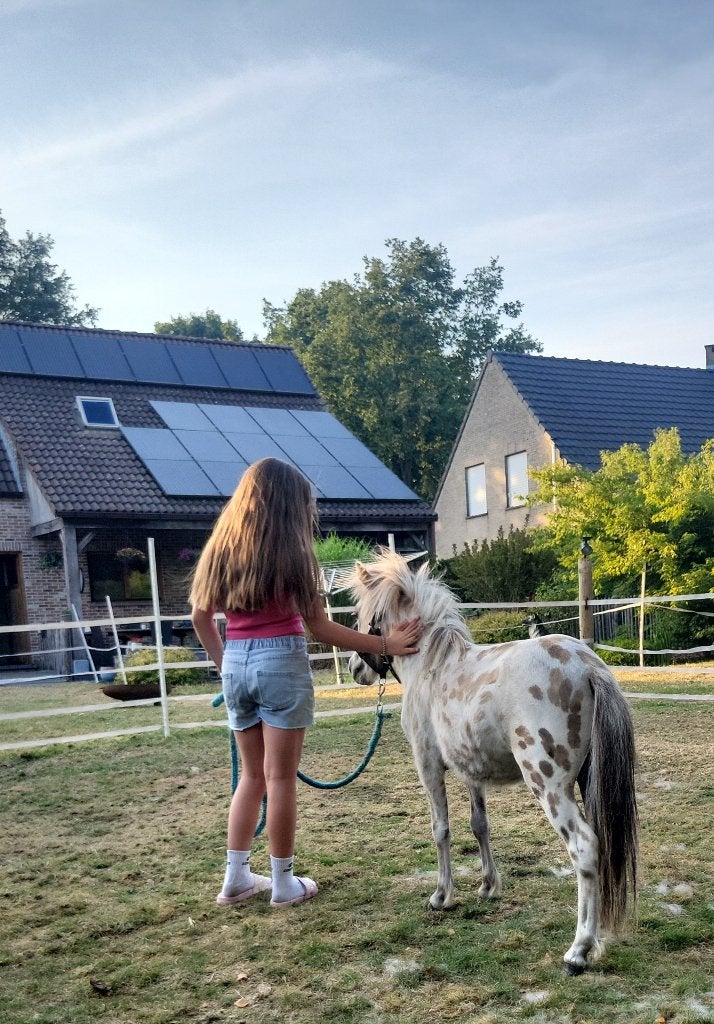 Zeer mooie en lieve appaloosa panterprint, Gechipt, Hengst, A pony (tot 1.17m), Onbeleerd
