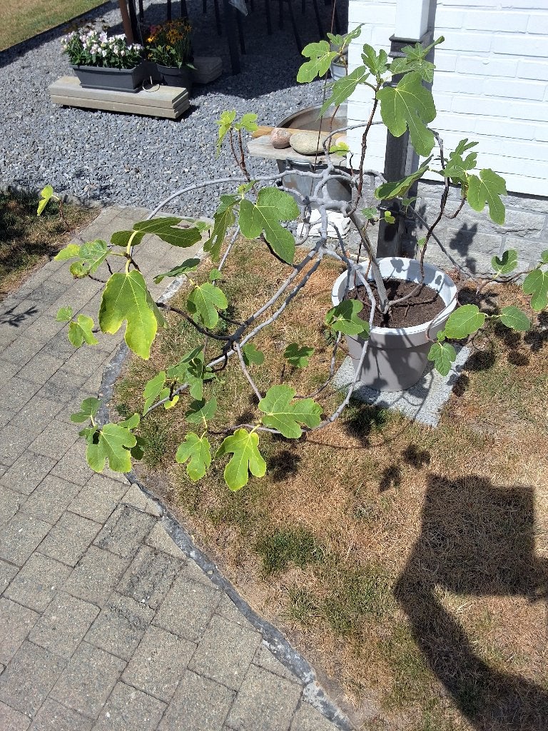 Vijgenboompje in pot, Tuin en Terras, Ophalen, In pot