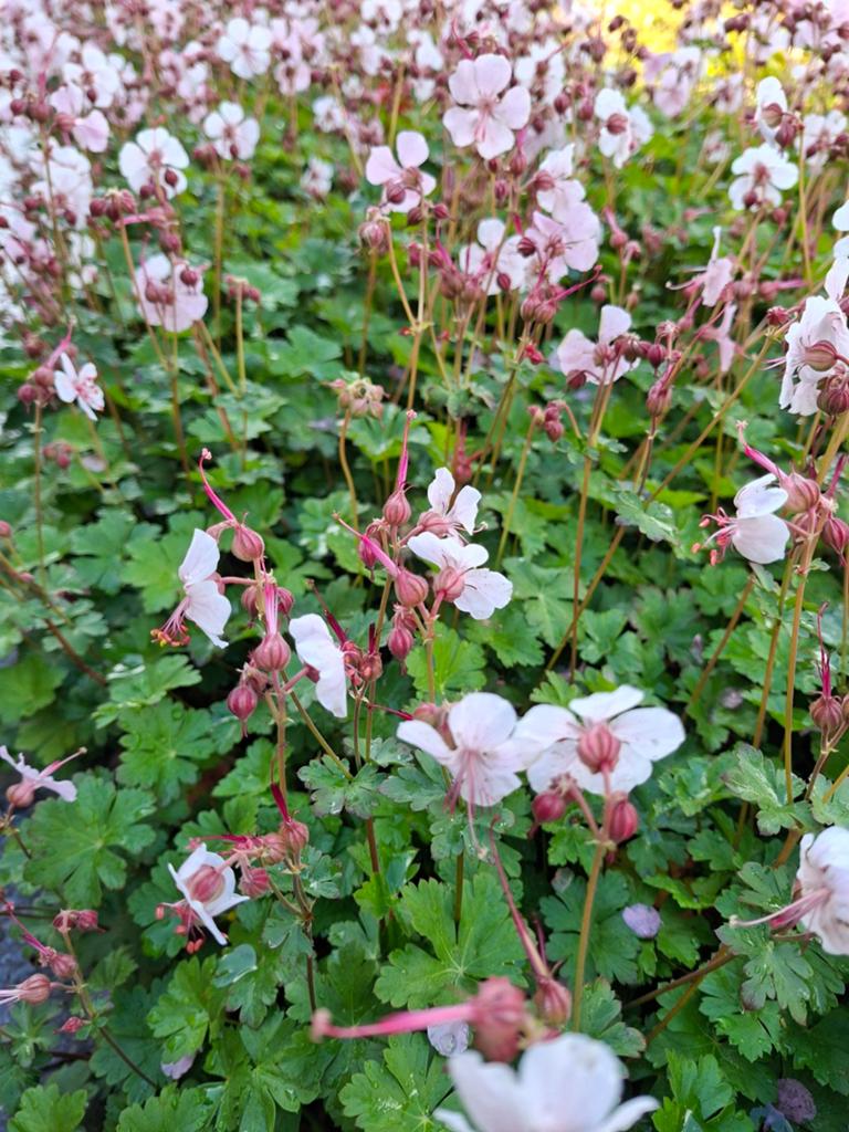 Lichtroze bodembedekker geranium spessart (ook donkerroze), Tuin en Terras, Ophalen, Lente, Vaste plant, Bodembedekkers