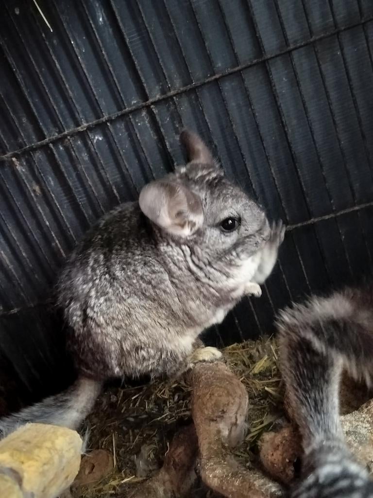 Chinchila, Dieren en Toebehoren, April