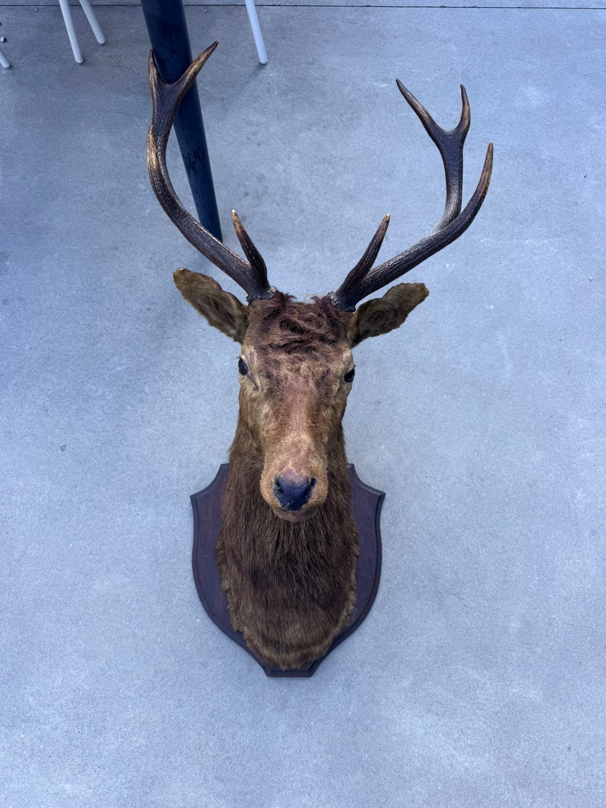 Hertenkop Taxidermie +++kwaliteit, Ophalen