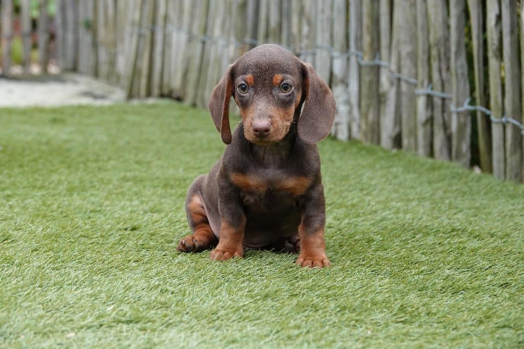 Chiots teckels nains à poil court (choco&tan et Black&tan), Animaux & Accessoires, Poils courts, Plusieurs, Nain, Hépatite contagieuse (maladie de Rubarth)