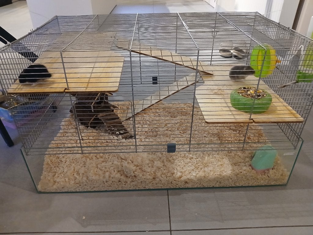 2 hamster + grote kooi, Animaux & Accessoires, Rongeurs & Lapins | Cages & Clapiers, Enlèvement, Cage, Hamster