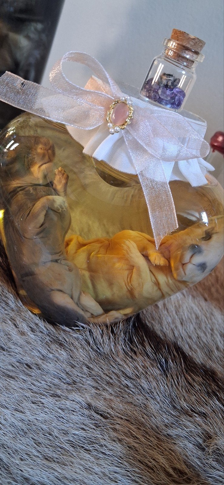 2 babykonijntjes wet specimen, Enlèvement