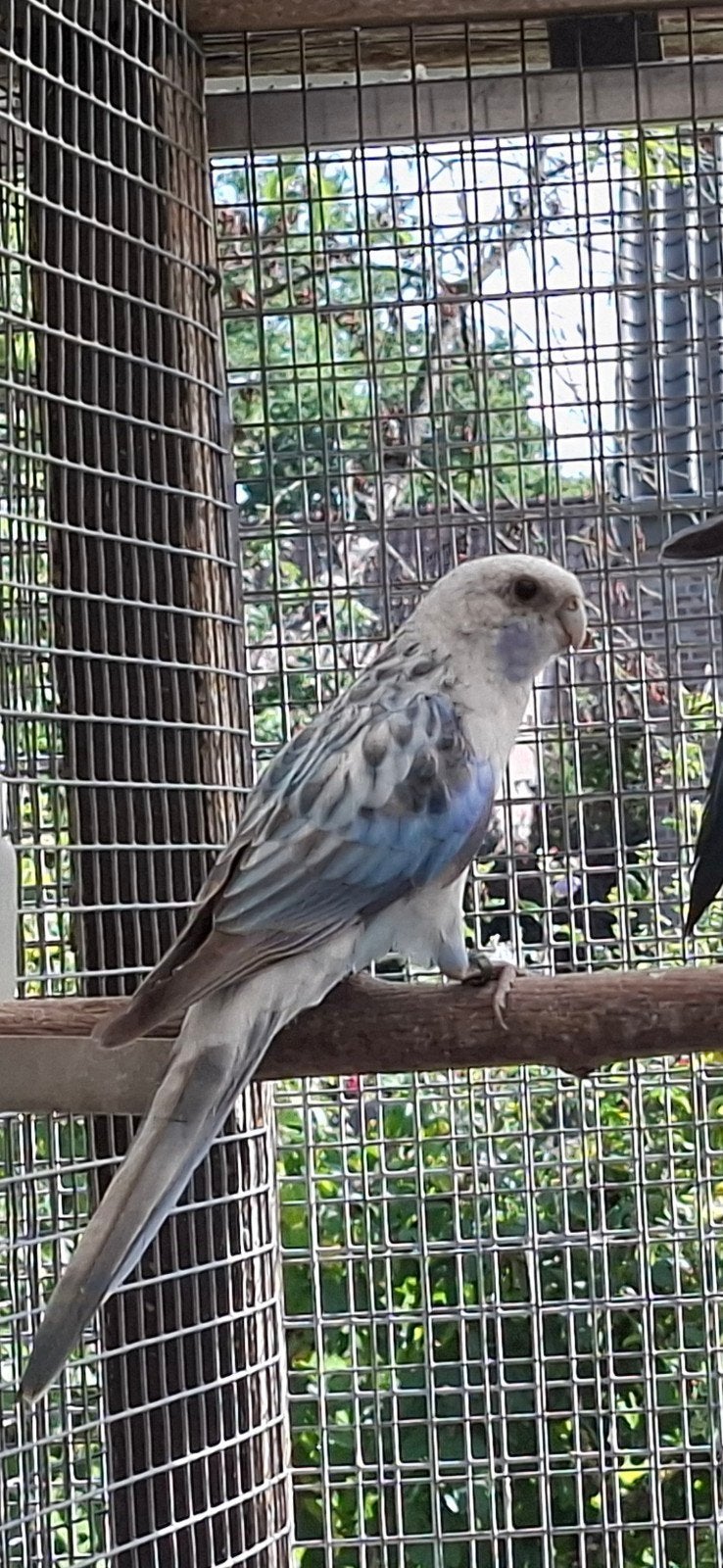 mutation : rosellas et javelaches, Plusieurs animaux, Perruche, Bagué
