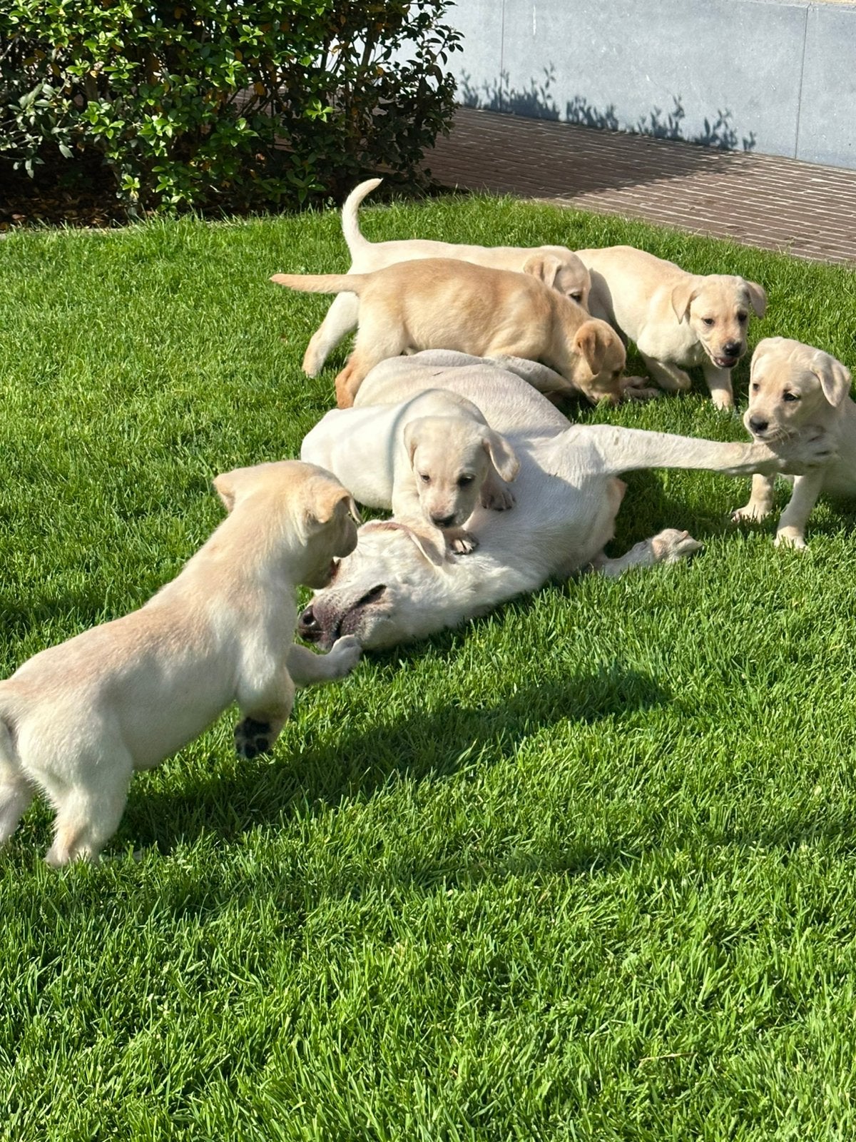 Mooie labrador pups, Animaux & Accessoires, Chiens | Retrievers, Épagneuls & Chiens d'eau, Chien (mâle), Hépatite contagieuse (maladie de Rubarth)