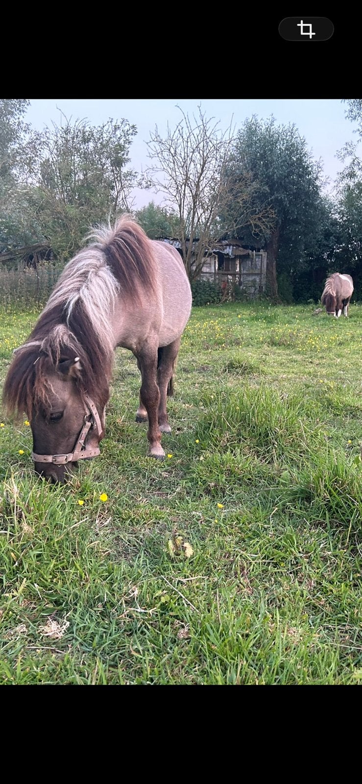 Koppel shetlanders, Meerdere dieren, A pony (tot 1.17m), Gechipt, 3 tot 6 jaar