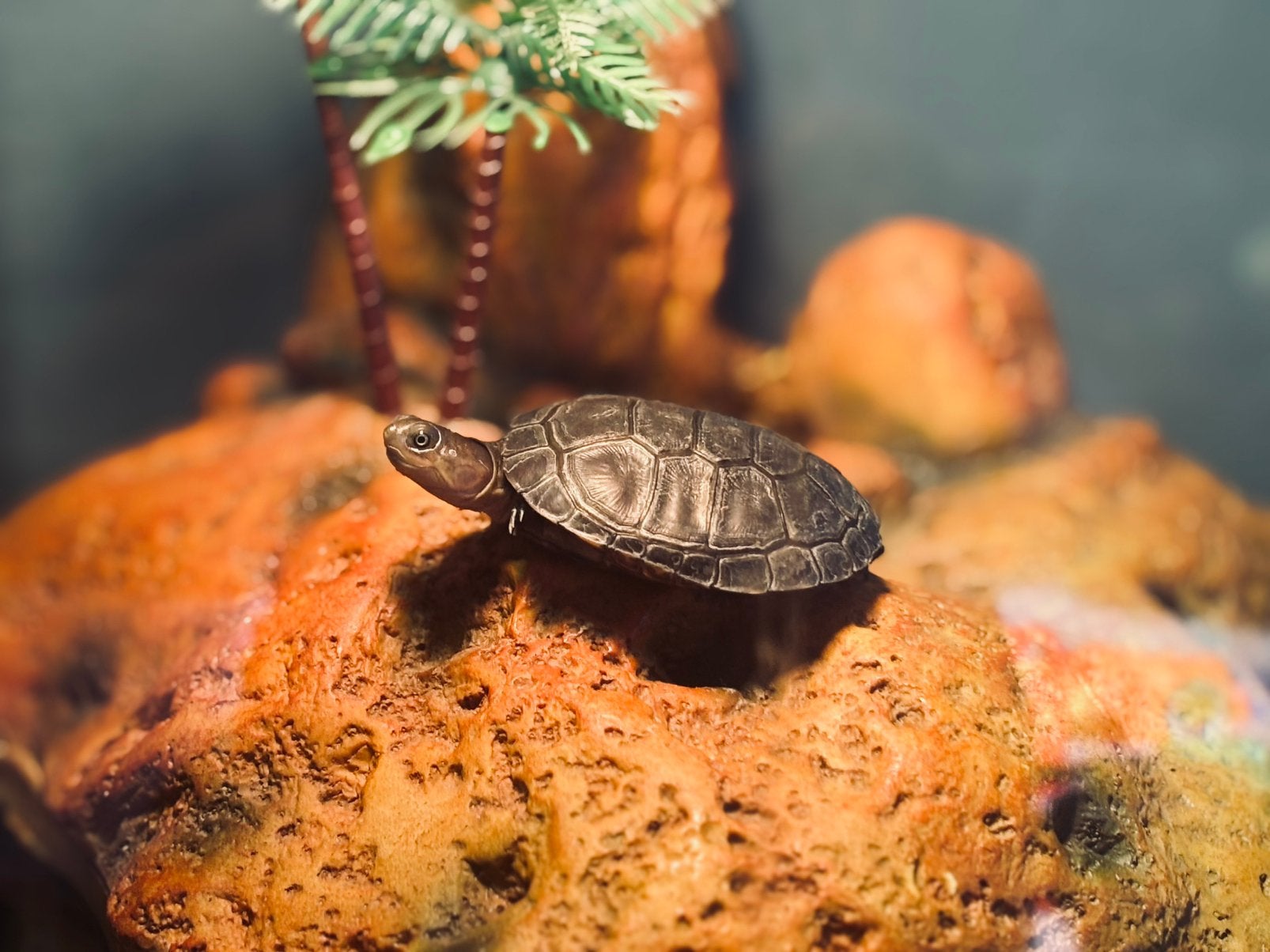Afrikaanse moerasschildpad, Dieren en Toebehoren, Schildpad, Tam, 0 tot 2 jaar