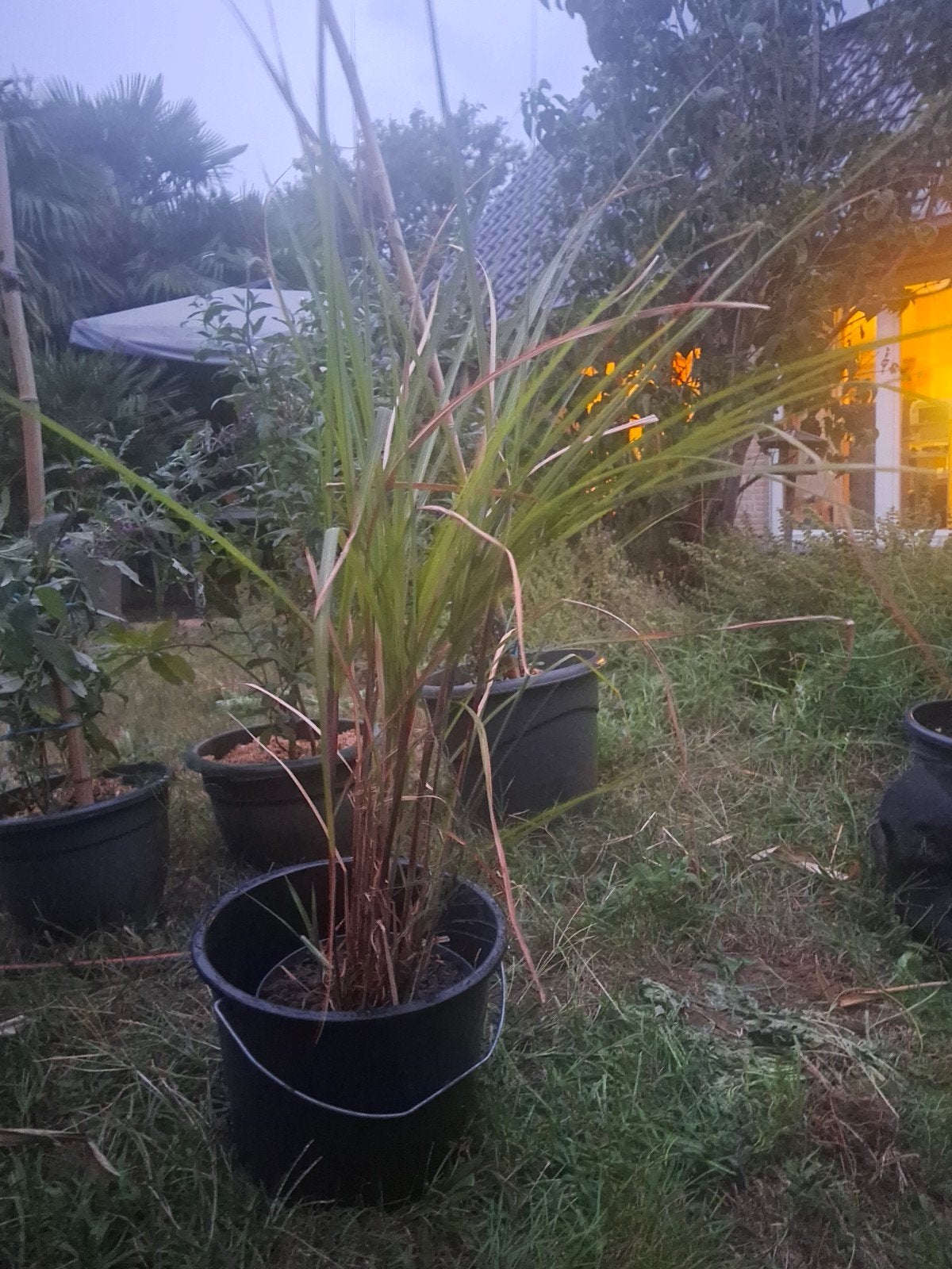 Miscanthus sinensis, Jardin & Terrasse, Plantes | Jardin, Enlèvement