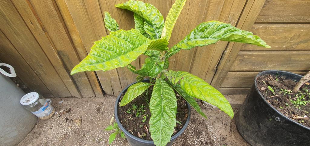 Japanse mispel, Tuin en Terras, Planten | Fruitbomen, Ophalen, Minder dan 100 cm